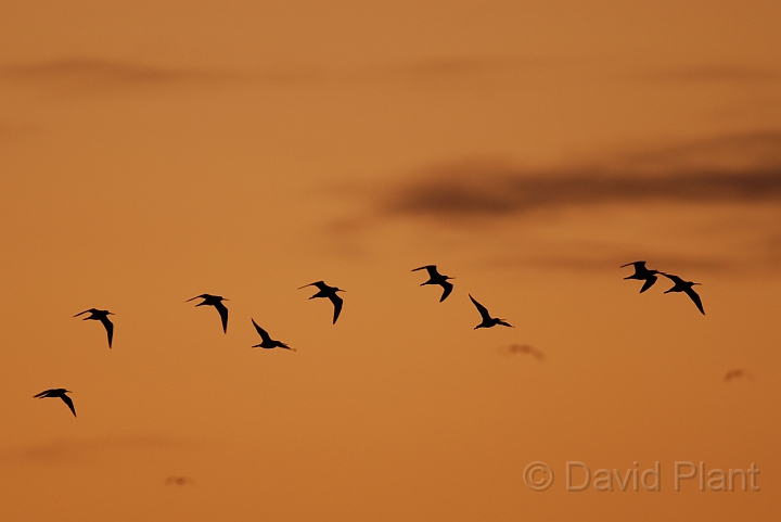 Black-tailed godwit flock at sunset - J.jpg - Black-tailed godwit flock at sunset - Welney